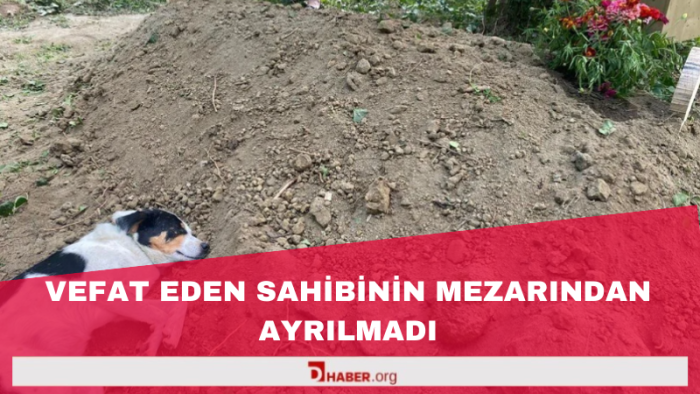 Vefat eden sahibinin mezarından ayrılmadı
